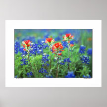 Paintbrush and Bluebonnets - Texas Print