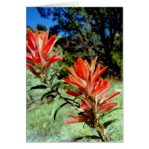 paintbrush card