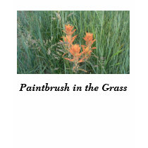 Paintbrush in the Grass t-shirts