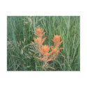 Paintbrush postcards by codfishlady Paintbrush postcards