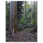 Painted bark eucalyptus, Maui, Hawaii Custom Flyer