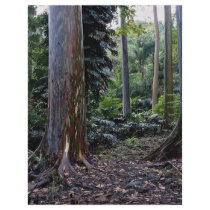 Painted bark eucalyptus, Maui, Hawaii Custom Flyer