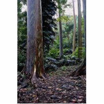 Painted bark eucalyptus, Maui, Hawaii Acrylic Cut Outs