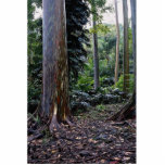 Painted bark eucalyptus, Maui, Hawaii Acrylic Cut Outs