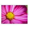 Painted Beauty Cosmos cards