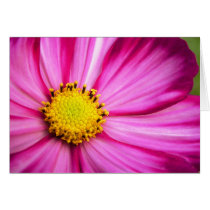 Painted Beauty Cosmos cards