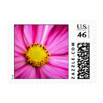 Painted Beauty Cosmos Postage