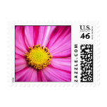 Painted Beauty Cosmos postage