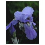 Painted Blue Iris flyers