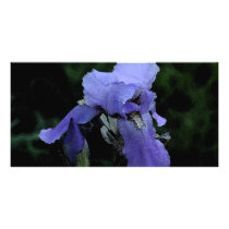 Painted Blue Iris Custom Photo Card