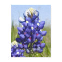 "Painted" Bluebonnet postcards by sunsetworks "Painted" Bluebonnet postcards