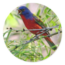 Painted Bunting By Kay Mil... stickers by KayWMiller Painted Bunting By Kay Mil... stickers