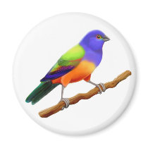 Painted Bunting Magnet by twopurringcats Painted Bunting Magnet