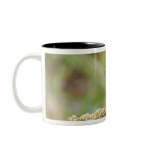 Painted Bunting (Passerian ciris) male feeding Coffee Mug