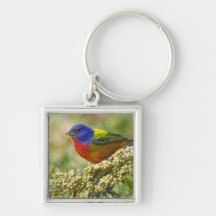 Painted Bunting Passerina citria) adult male Keychains