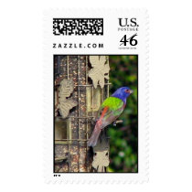 Painted Bunting postage by Eye4birds Painted Bunting postage