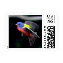 Painted Bunting postage