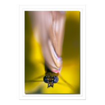 Painted Butterfly posters