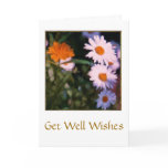 Painted Daisies Get Well Card