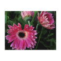 Painted Daisies Postcard by glo53bug Painted Daisies Postcard