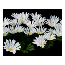 Painted Daisies Posters