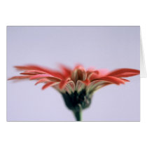 Painted Daisy cards by roimim Painted Daisy cards