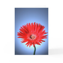 Painted Daisy cards