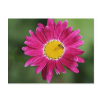 Painted Daisy Cards and more postcards by LeJardin Painted Daisy Cards and more postcards