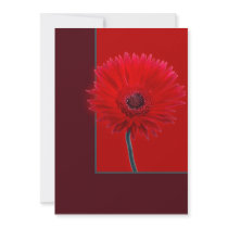 Painted Daisy invitations by dotandme Painted Daisy invitations