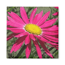'Painted Daisy' magnets