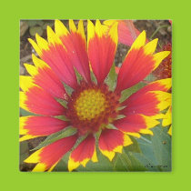 Painted Daisy Magnet magnets