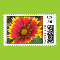 Painted Daisy Postage stamps