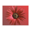 Painted Daisy postcards