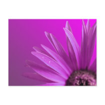 Painted Daisy postcards by roimim Painted Daisy postcards