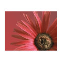 Painted Daisy postcards