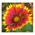 Painted Daisy Poster print