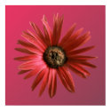 Painted Daisy posters