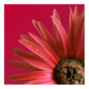 Painted Daisy posters