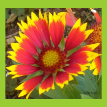 Painted Daisy Poster posters