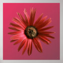 Painted Daisy posters