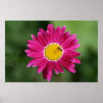 Painted Daisy Poster or Print