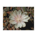 Painted Desert Flower postcards