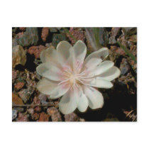 Painted Desert Flower postcards by captphrank Painted Desert Flower postcards