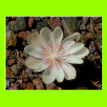 Painted Desert Flower postcards