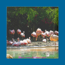 Painted Flamingos Magnet