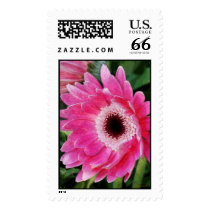 Painted Gerber_237 Postage postage