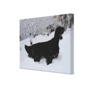 Painted Gordon Setter in Snowstorm Wrapped Canvas