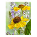Painted Helenium Flowers print