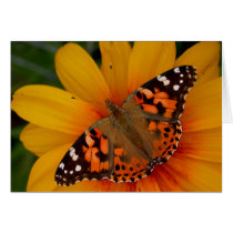 Painted Lady Butterfly cards