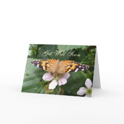 Painted Lady butterfly ~ card card